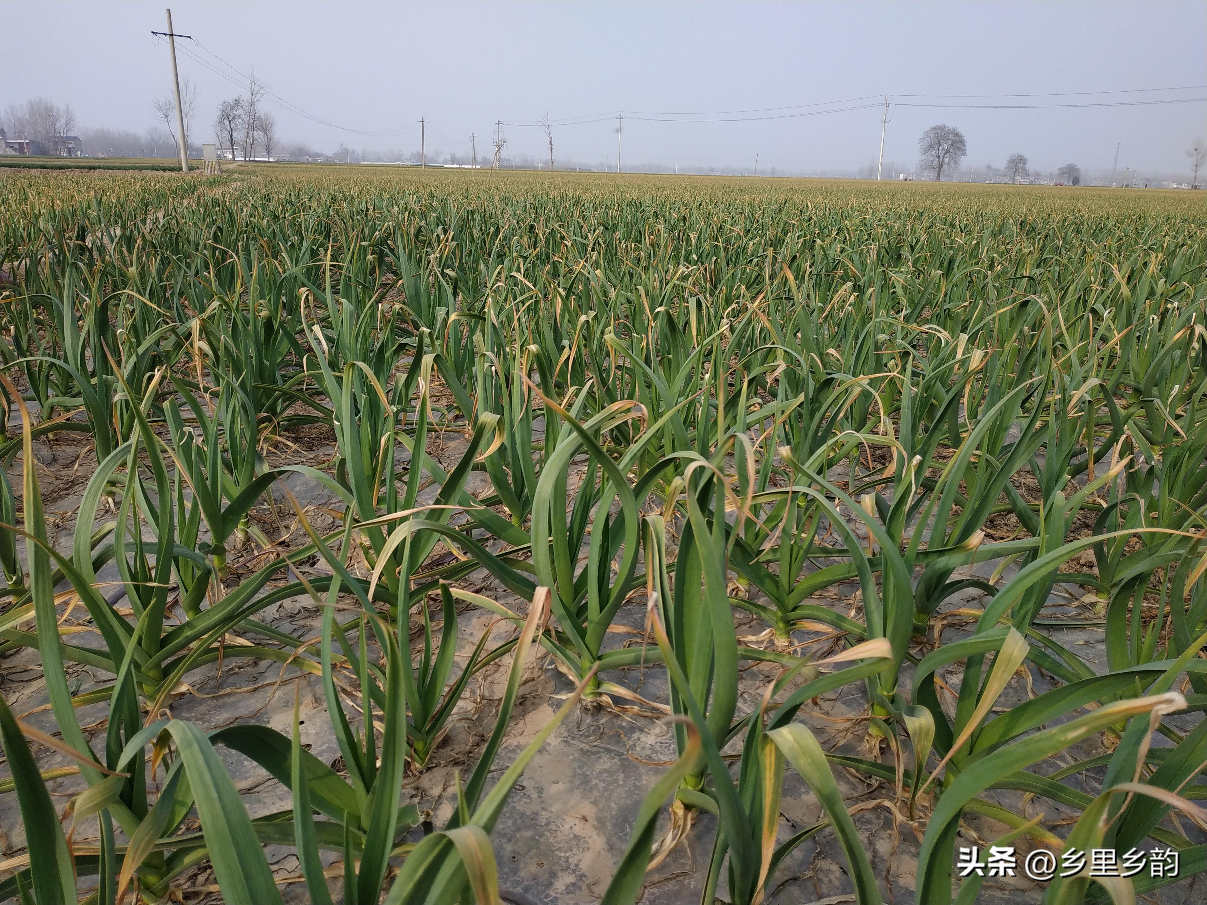 今年大蒜市场行情分析与展望