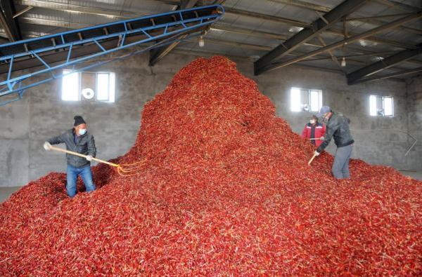 最新辣椒行情动态分析，市场走势、个人立场与策略探讨