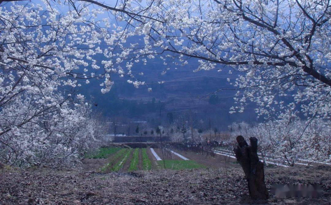 探索自然美景，寻找内心的宁静与喜悦——樱桃色之旅最新体验