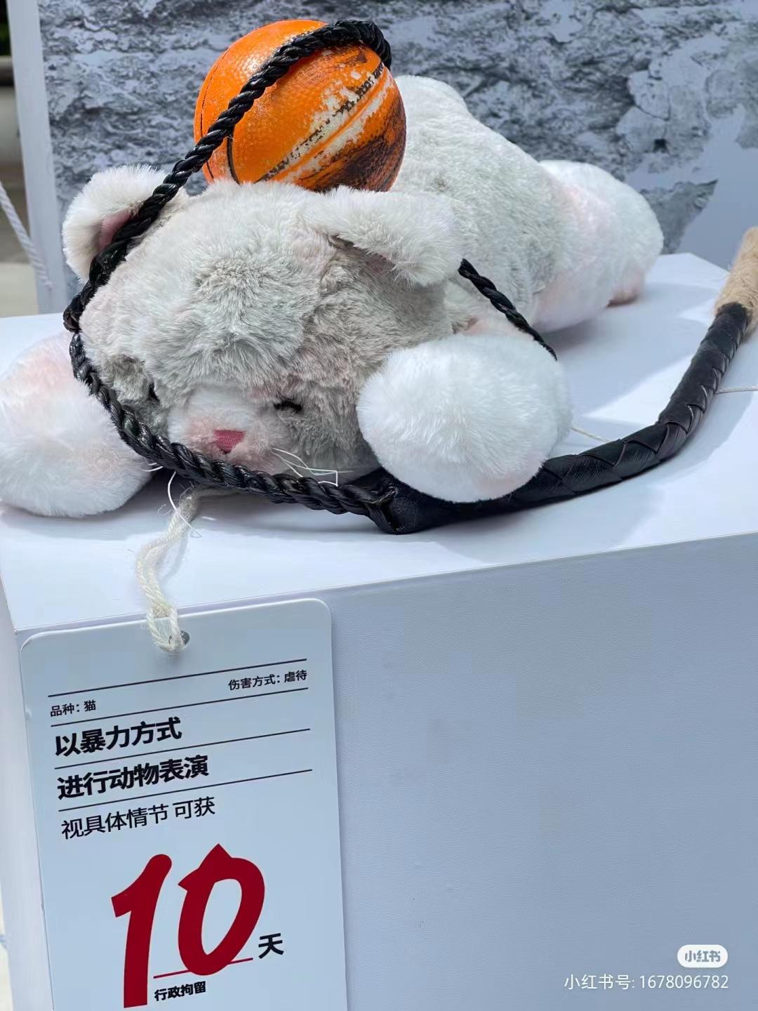 动漫动物图片大赏，小红书梦幻分享，治愈瞬间，萌趣横生